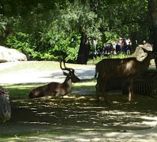 Gazelle & Hartmann Bergzebra
