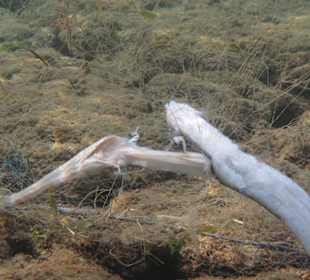Qualvolles Sterben im Naturschutzgebiet