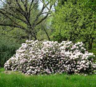 Blühende Rhododendren