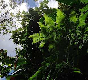 Blick durchs Blätterdach