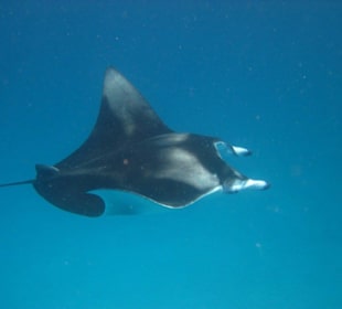 Manta Ausflug