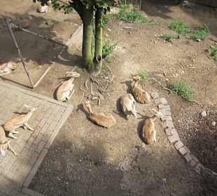 Impressionen aus dem Zoo Karlsruhe