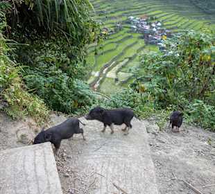 Świnki w Batad
