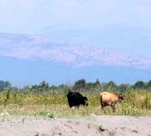 Widok z velika plaza w stronę gór