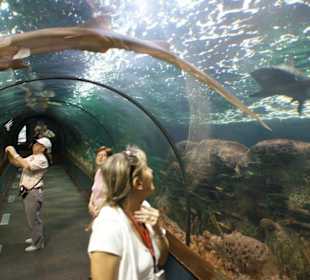 Tunel,nad nim wielkie akwarium z rekinami