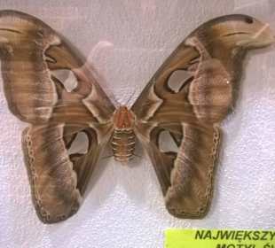 Wystawa najpiękniejszych, wyselekcjonowanych motyli