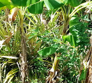 Pflanzen auf einer Plantage