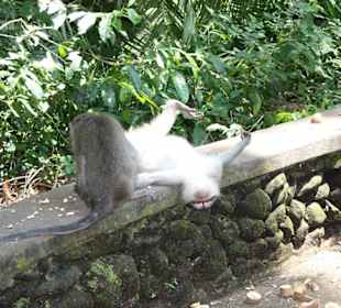 Zwei Affen nach getaner "Arbeit" (blinzel)