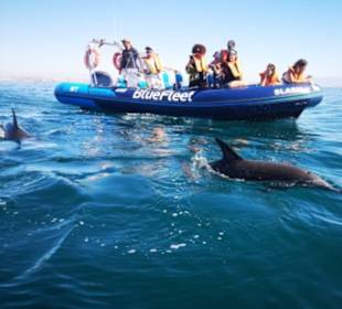 Dolphin Watching