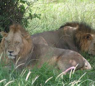 Unsere ersten Löwenjungs