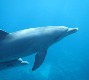 Delfinausflug November 2014