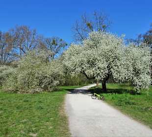 Obstbaumblüte im Georgengarten