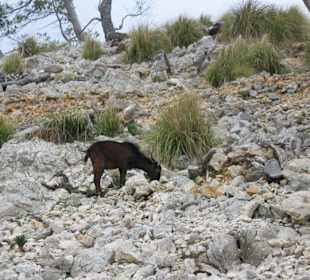An der Straße zum Cap Formentor