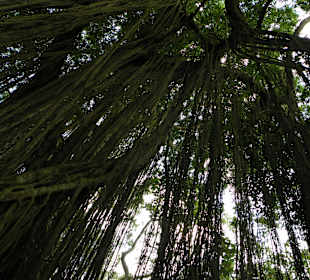 Monkey Forest & Park