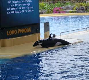 Orca Ocean Show