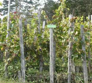 Beim terroir f (oberhalb von Ramsthal)