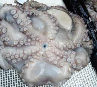 Rundgang durch die Fischabteilung