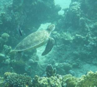 Schildkröte in der Bucht