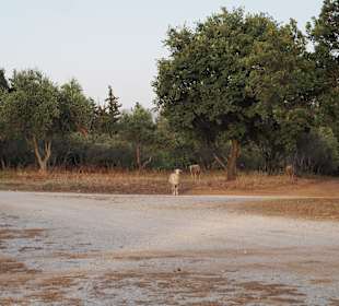 Wandern Georgioupolis