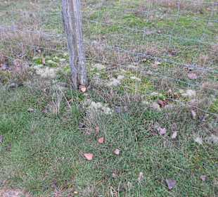Natur pur