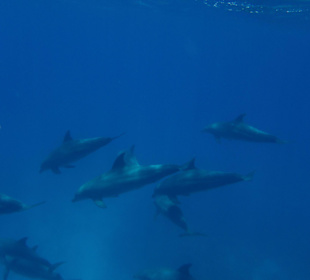 Am 01.07.2012 im Dolphinhouse 