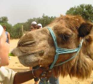 Feeding the camel