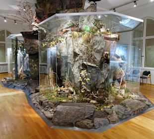 Diorama im Naturkundemuseum Coburg