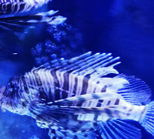 Aquarium Antalya