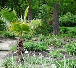 Spaziergang durch den Botanischen Garten Bremen