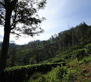 Elefantenreiten Sigiriya