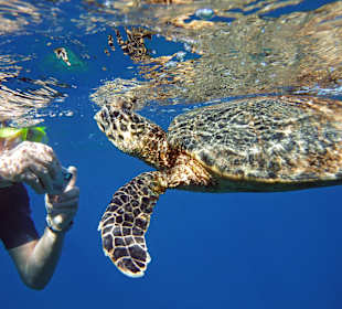 H.beim Schildkröten-Flüstern 