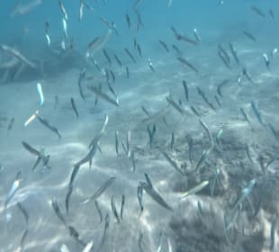 Schnorcheln Hurghada