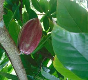 Akar Langit (bei Yogyakarta)