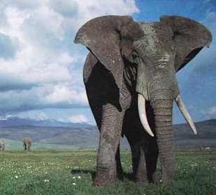Elefantenbulle in voller Größe