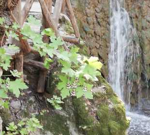 Nächster Stop im Schmetterlingstal