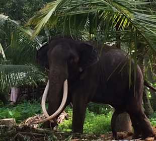 Kande Viharaya Tempel