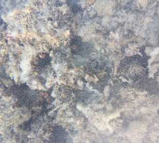 Schnorcheln Hurghada