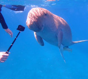 Schnorcheln Hurghada