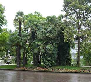 Grün an der Promenade