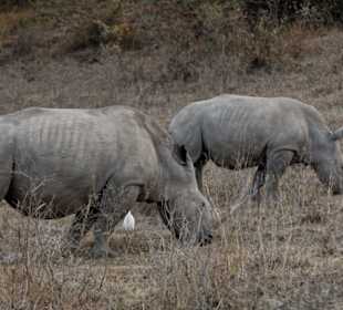 Rhinofamilie  Lake Nakuru