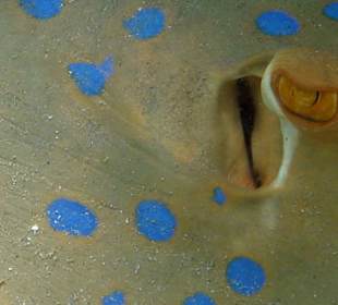 Blaupunktrochen, Hausbucht