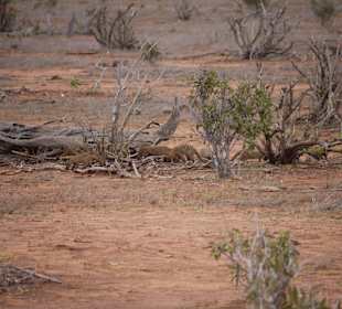 Die sind doch niedlich, oder?