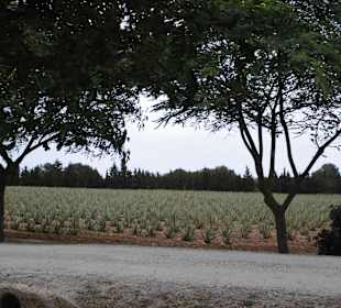 Die Aloe Vera Felder