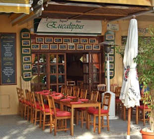 Das Eucaliptus in der Carrer de Eucaliptus