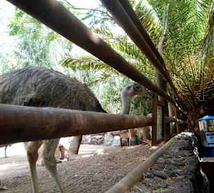 Oasis Park - Fuerteventura
