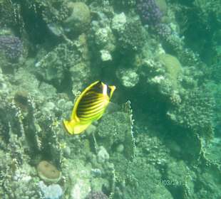 Das Leben unter Wasser