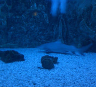 Haibecken
