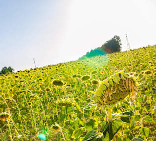 Cast.d.Pesc. Sonnenblumenfeld