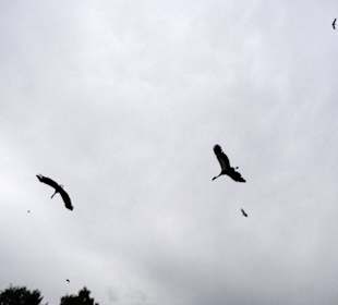 Freiflugshow