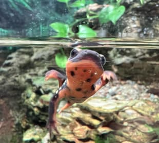 Frosch